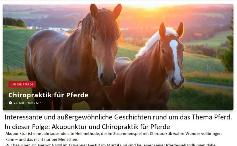 TV Beitrag Pferde Akupunktur